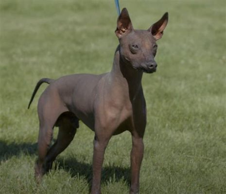 Xoloitzcuintli: A History of Mexico Through Its Ancient Dog! An Epic Journey Back in Time and an Ode to Man's Best Friend