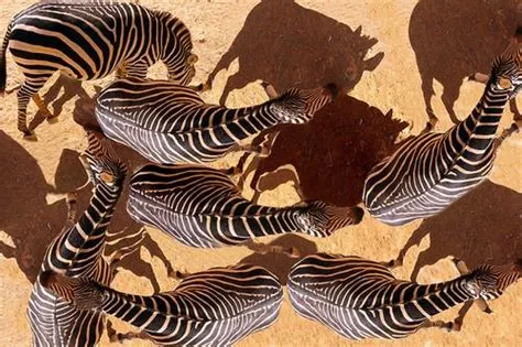  Zebra:  A Photographic Safari Through Shadows and Light