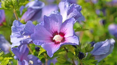  Purple Hibiscus: A Symphony of Tradition and Rebellion